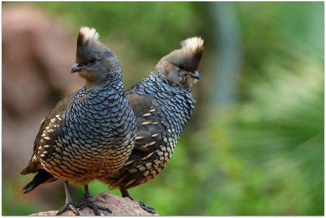 Blauwschubben kwartels, Dieren en Toebehoren, Mannelijk, Tropenvogel, Geringd