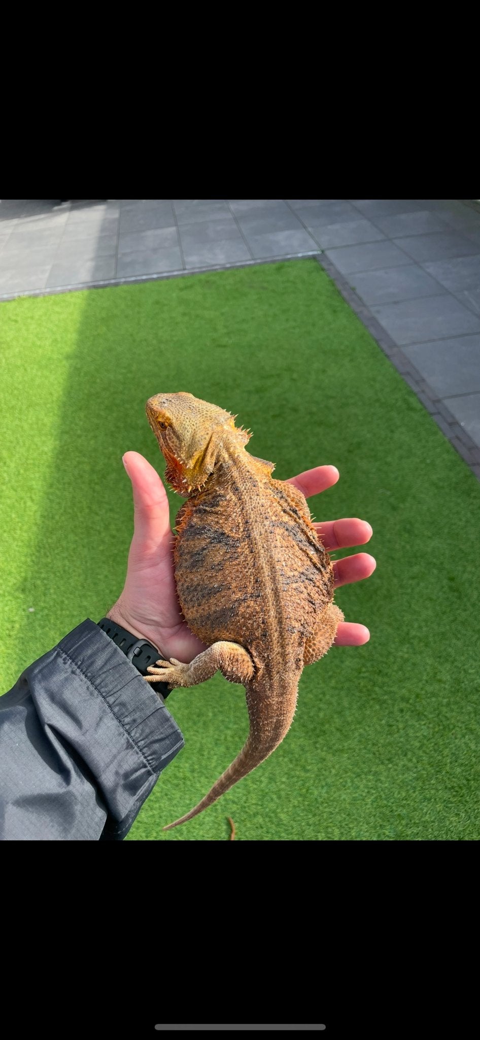 Baardagaam koppel man vrouw Bearded Dragon photo 5