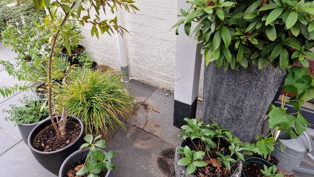 Klus: terrastegels verwijderen, plantgat voorbereiden