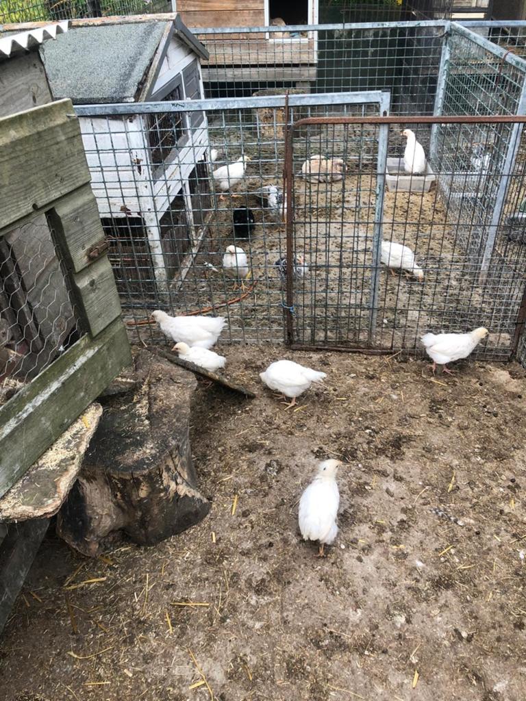 Kuikens aangeboden, Dieren en Toebehoren, Meerdere dieren, Kip