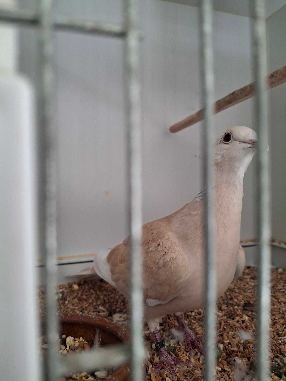 Lachduiven, Meerdere dieren