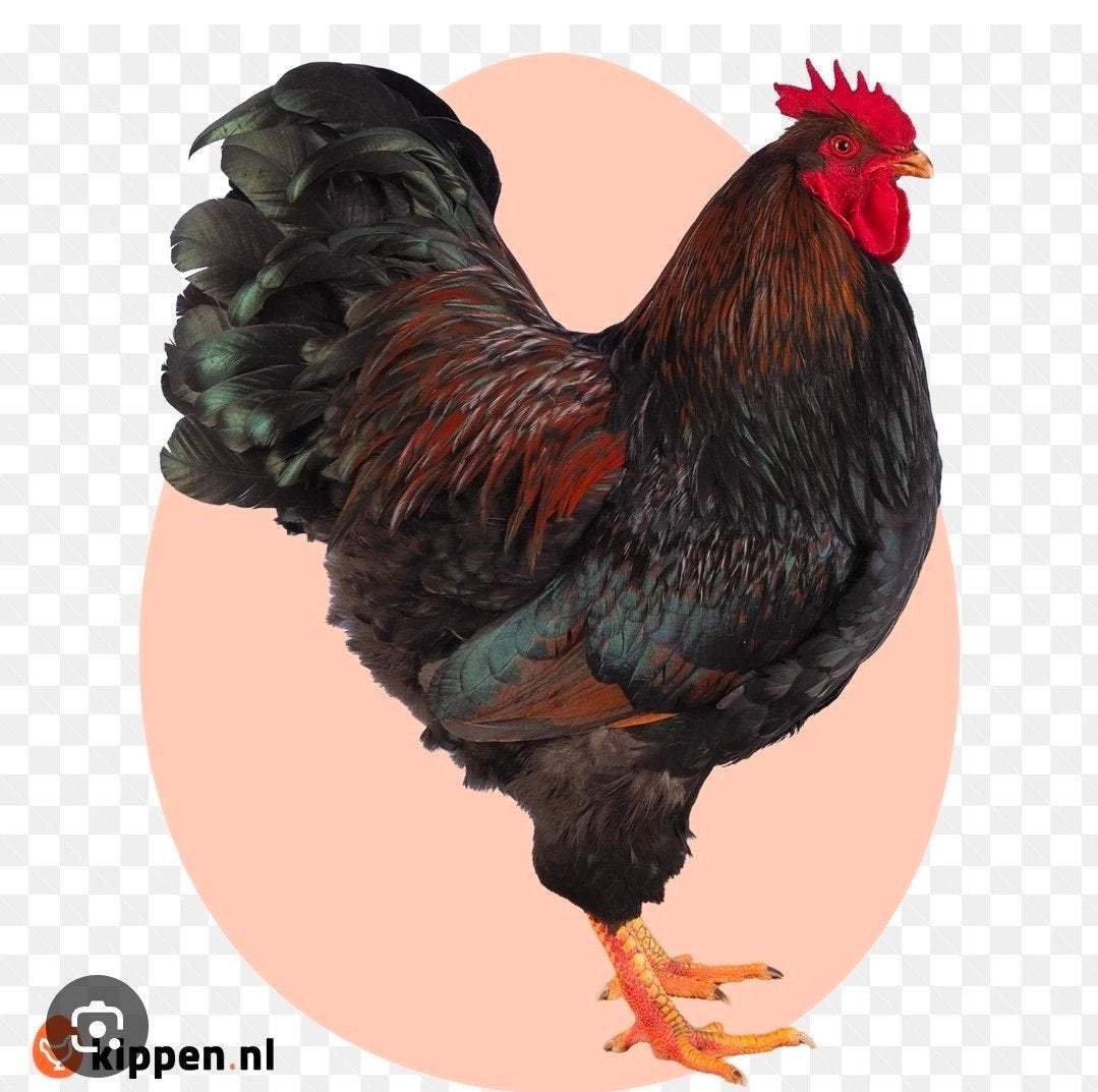 GEZOCHT,  Barnevelder , Welsemer  haan, Dieren en Toebehoren, Mannelijk, Kip