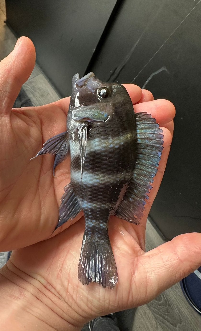 Frontosa Cyphotilapia cichliden, Dieren en Toebehoren, Vis