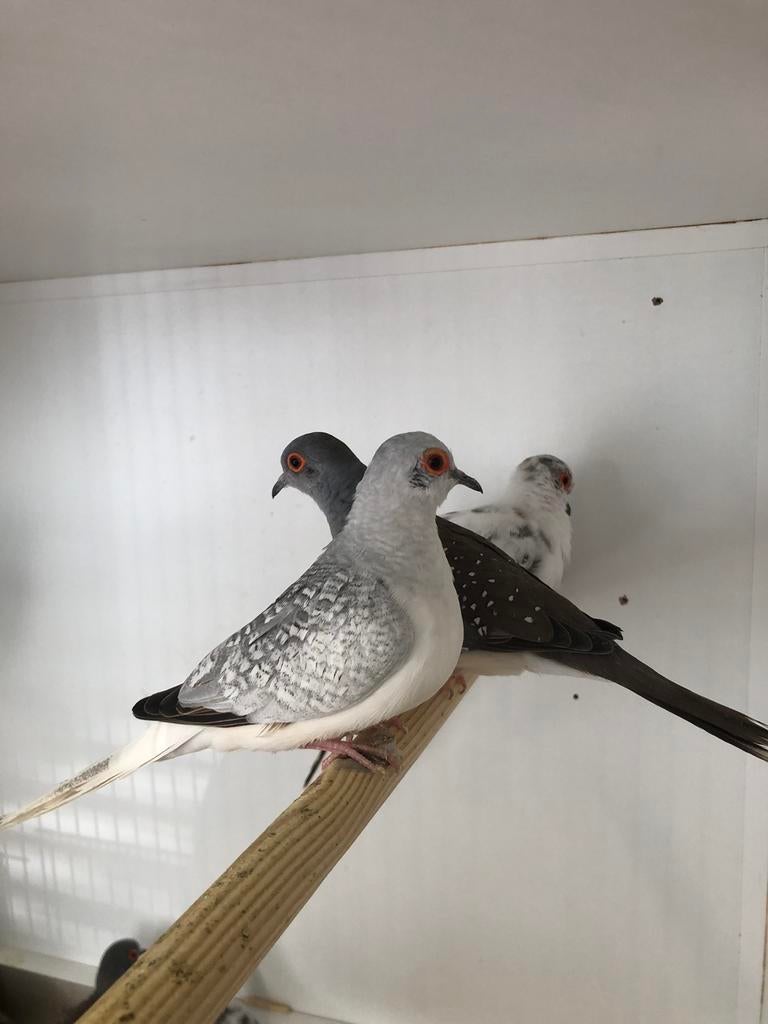 Div diamantduifjes, Dieren en Toebehoren, Meerdere dieren