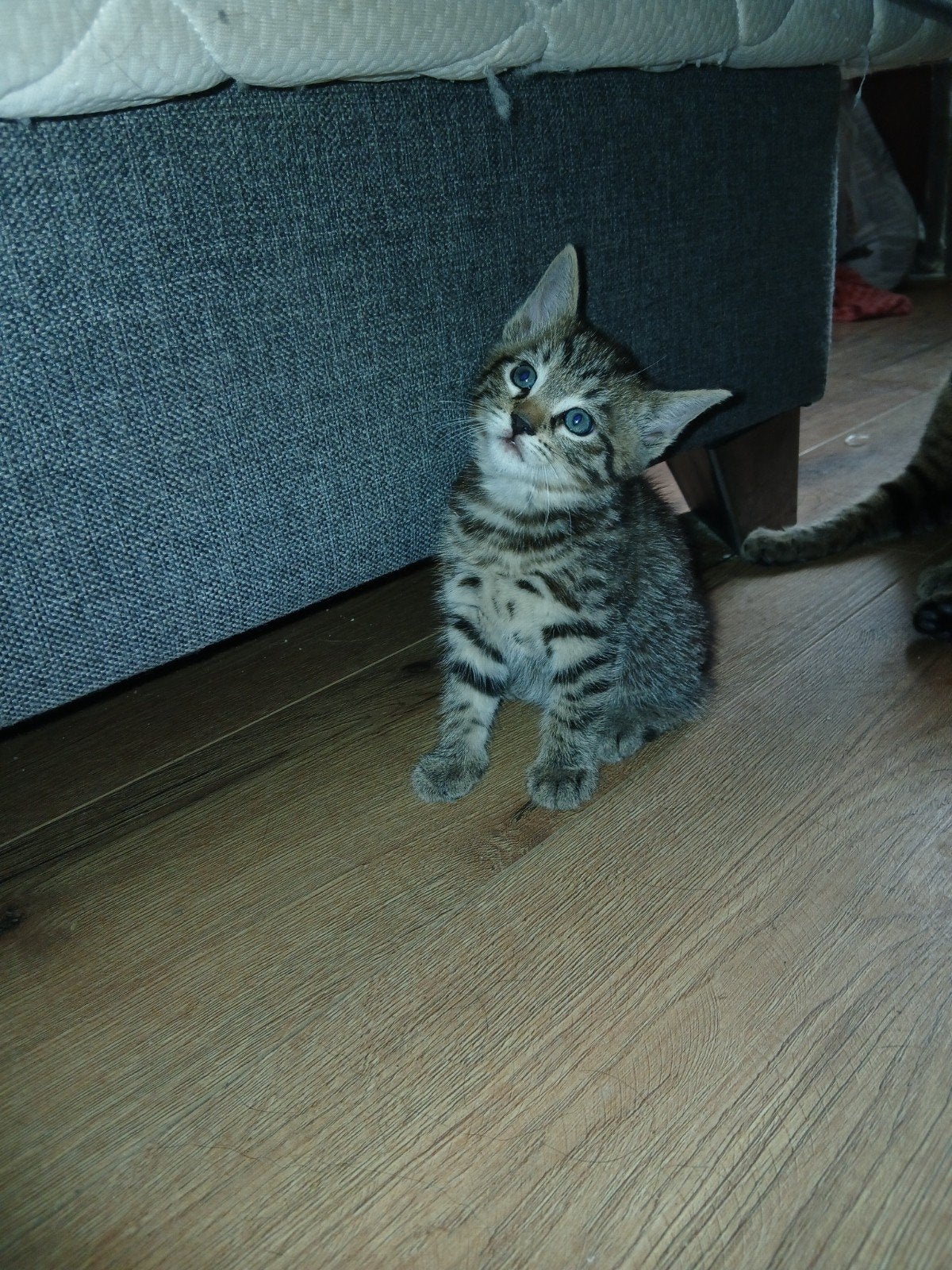 Kittens  te koop     foto 2  gereserveerd, Dieren en Toebehoren, Katten en Kittens | Overige Katten, Kater, Kortharig, 0 tot 2 jaar