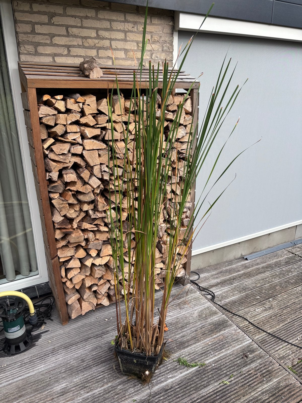UITVERKOOP Sigaar / lisdodde, Tuin en Terras, Ophalen, Gebruikt
