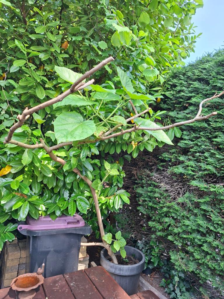 Anna palowna boom 15 jaar oud, Tuin en Terras, Planten | Bomen, Ophalen, Volle zon, Overige soorten