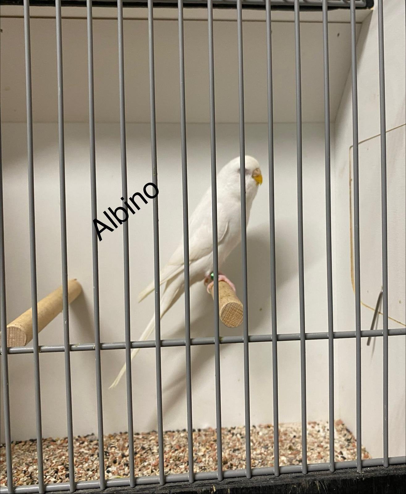 Grasparkiet albino pop 2026, Vrouwelijk, Parkiet, Geringd