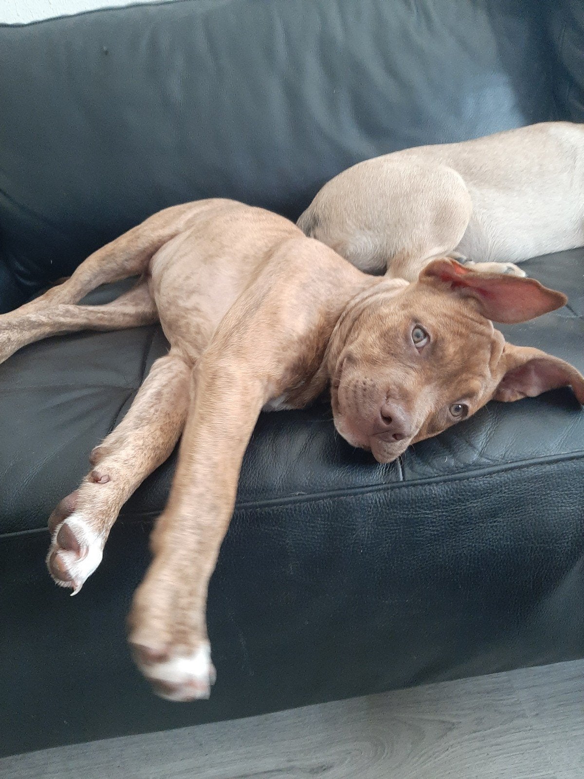 AMERCIAN BULLY X  MECHELSE HERDER PUPS, Dieren en Toebehoren, Honden | Niet-rashonden, 15 weken tot 1 jaar, Meerdere, Meerdere dieren