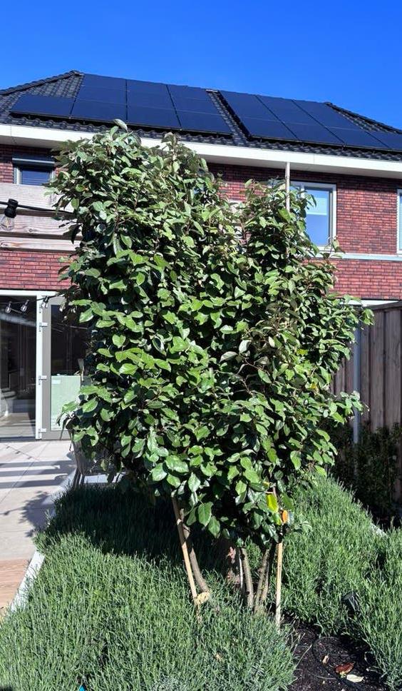 2x meerstammige olijfwilg, Tuin en Terras, Planten | Bomen, Ophalen, Volle zon, Overige soorten, 100 tot 250 cm