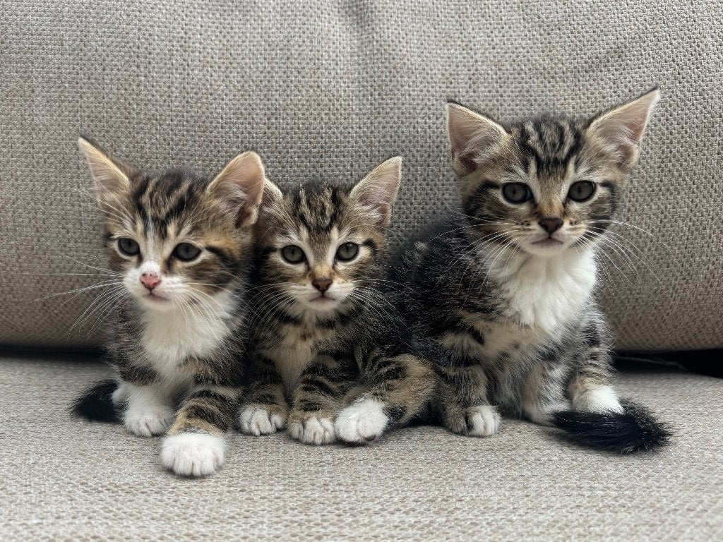 Prachtige kittens zoeken een gouden mandje, Meerdere dieren, Kortharig, 0 tot 2 jaar
