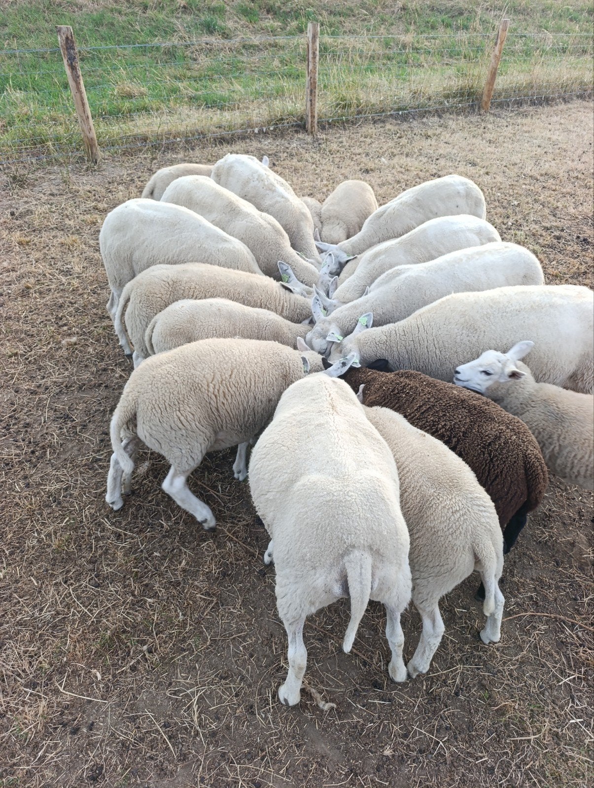 lammeren te koop 21 stuks, Vrouwelijk, Schaap