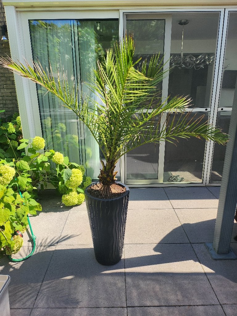 Mooi palm plus pot, Tuin en Terras, Ophalen, Gehele jaar, Volle zon