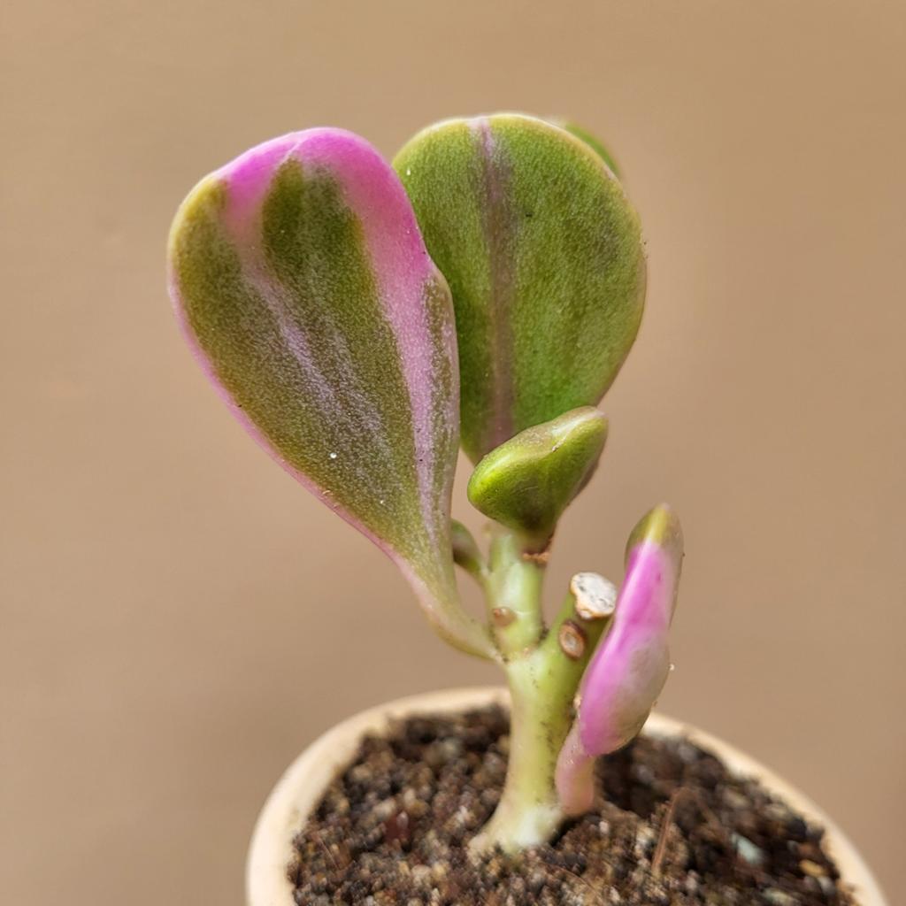 Senecio Jacobsenii Variegated Hangplant, Huis en Inrichting, Kamerplanten, Verzenden, Vetplant, Halfschaduw, Minder dan 100 cm