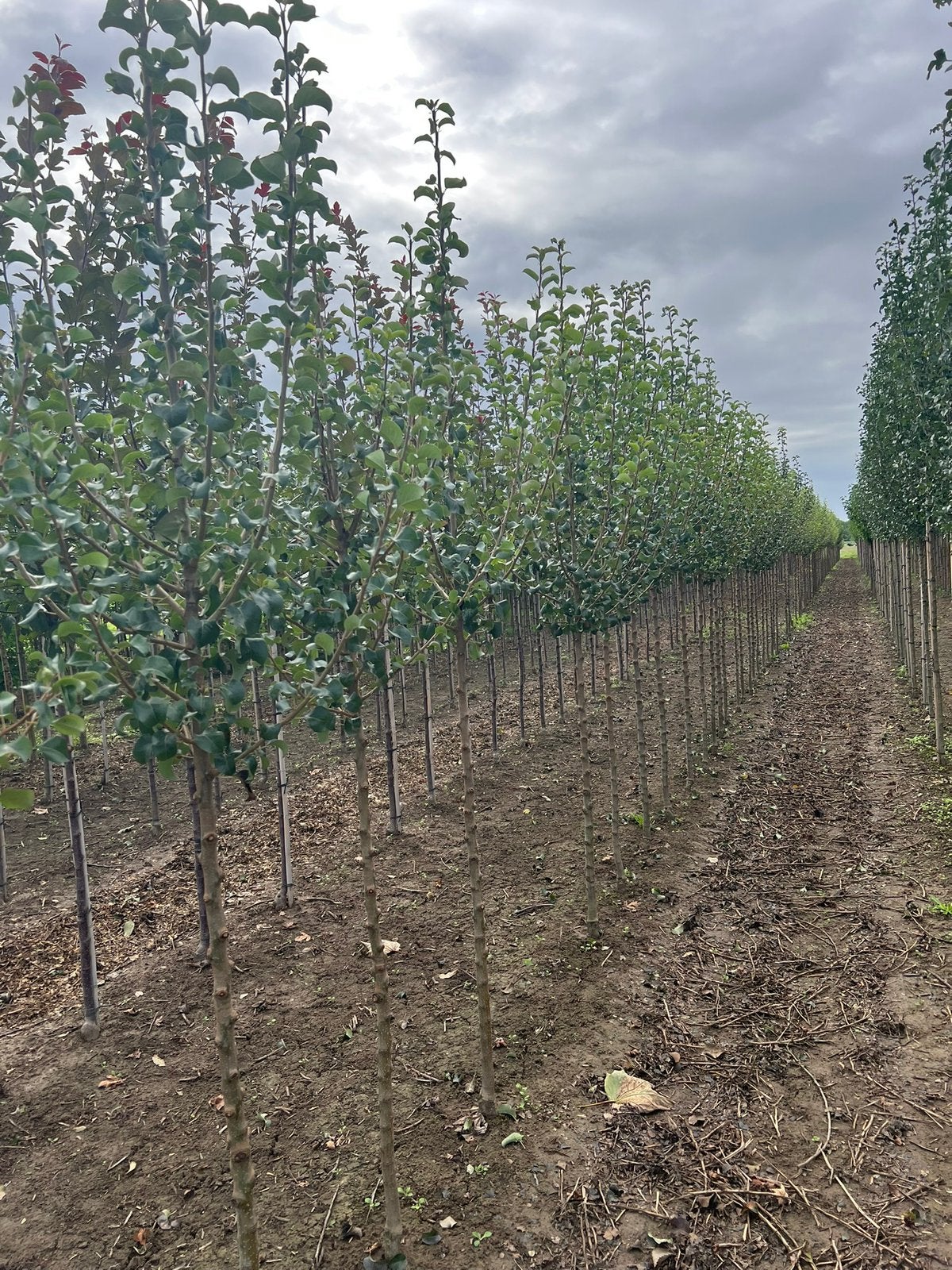Sierpeer ‘Beech Hill’, Ophalen, Overige soorten, 250 tot 400 cm