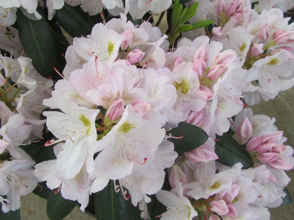 Rhododendron meerdere kleuren Azalea €6,50, Tuin en Terras, Ophalen, Overige soorten, Halfschaduw