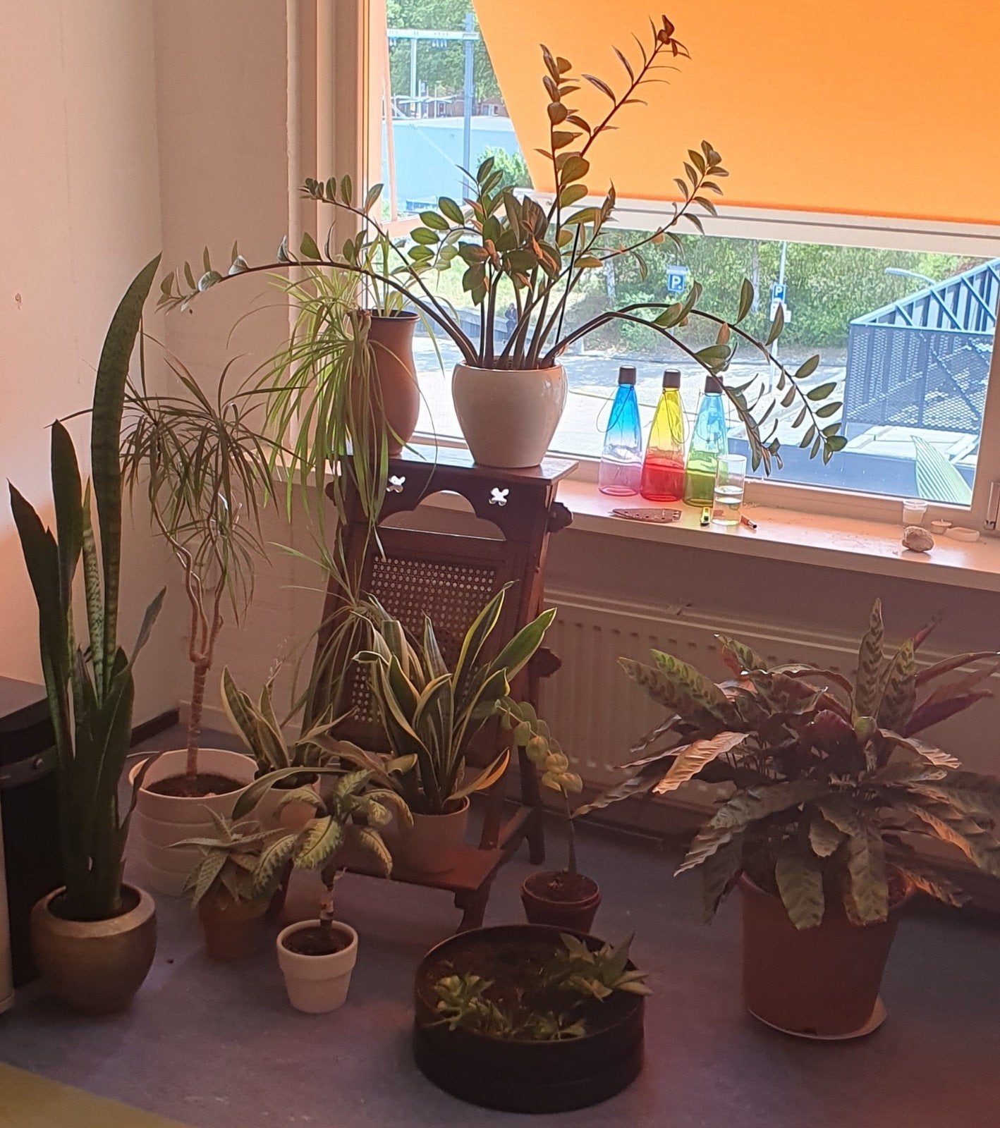 Diverse collectie kamerplanten in pot, Ophalen