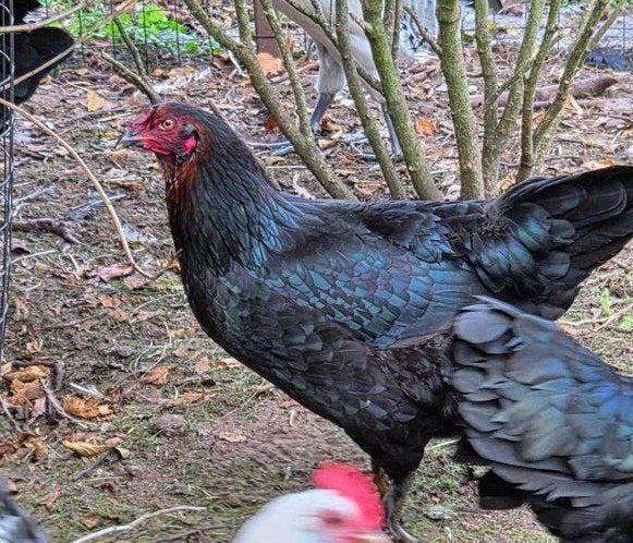 marans kippen tegen de leg, Dieren en Toebehoren, Vrouwelijk, Kip