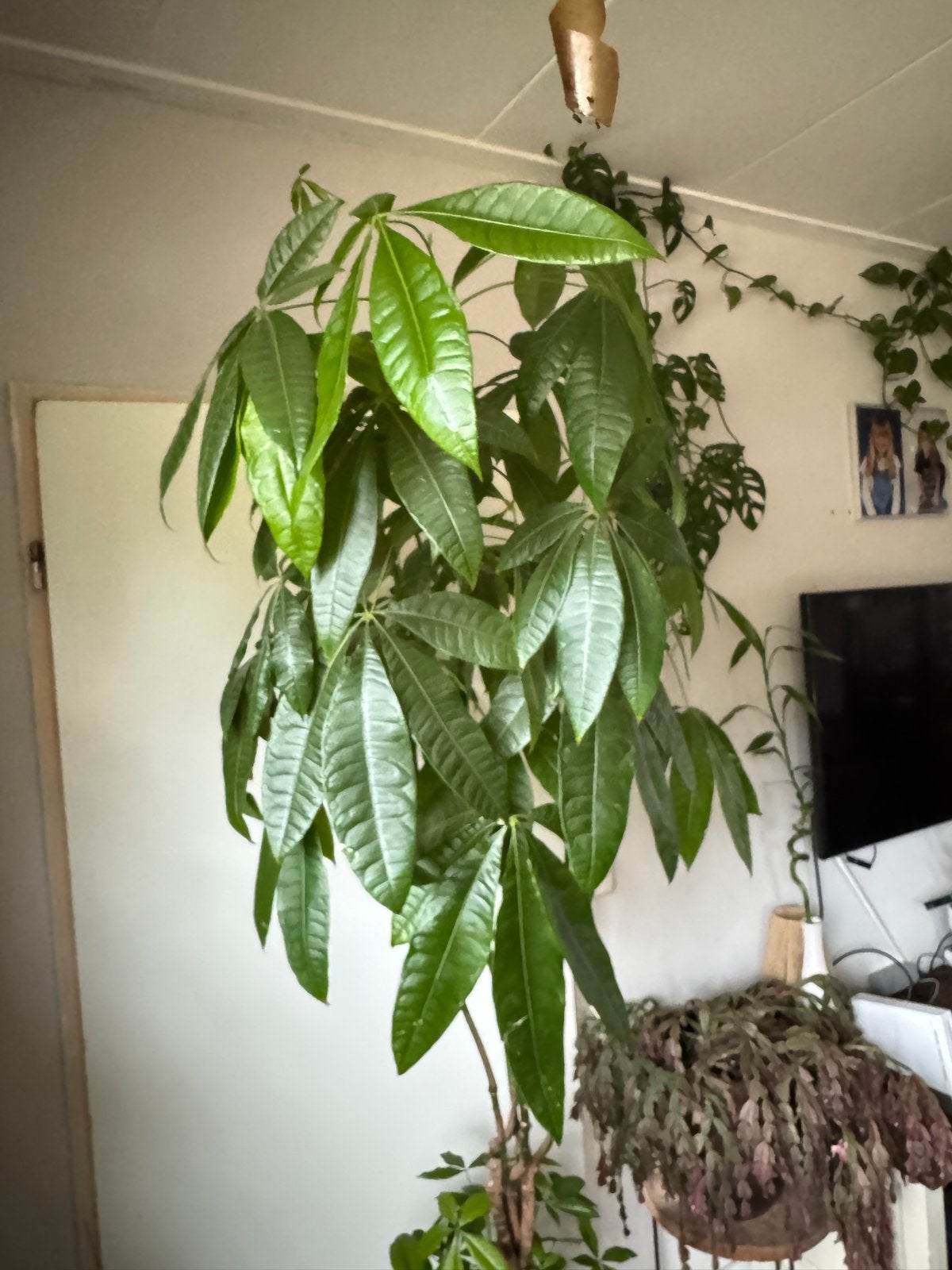 Grote, gezonde Pachira Aquatica (geldboom), Ophalen, Overige soorten, Halfschaduw, In pot