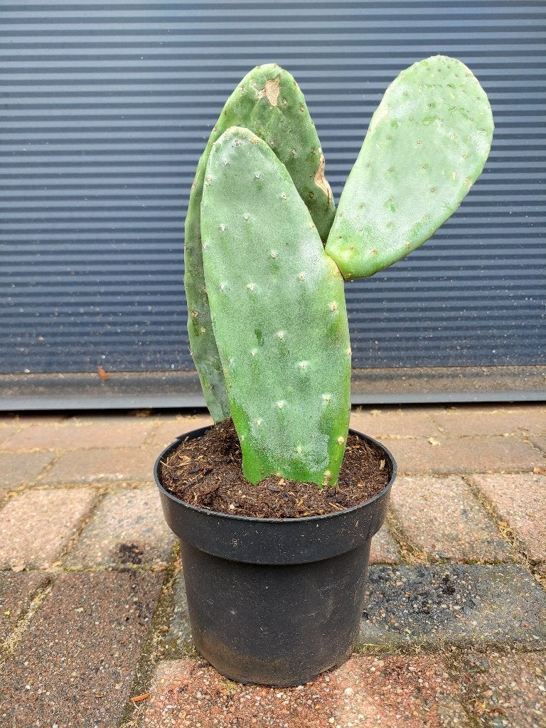Opuntia Ficus Indica - Vijgencactus / Schijfcactus H: 42 cm., Volle zon, Vaste plant, Zomer, Ophalen