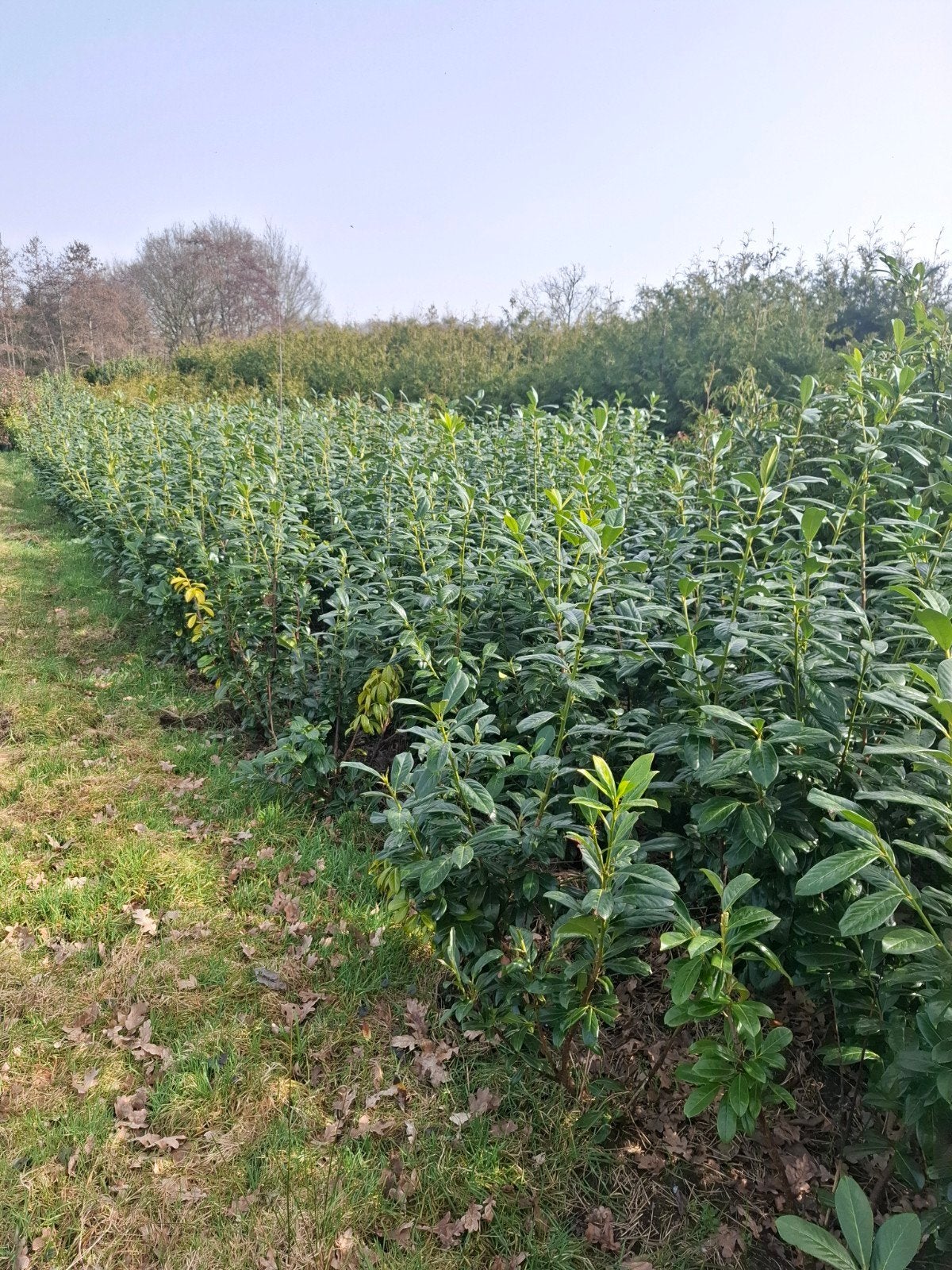 laurier, Ophalen, Laurier, 100 tot 250 cm
