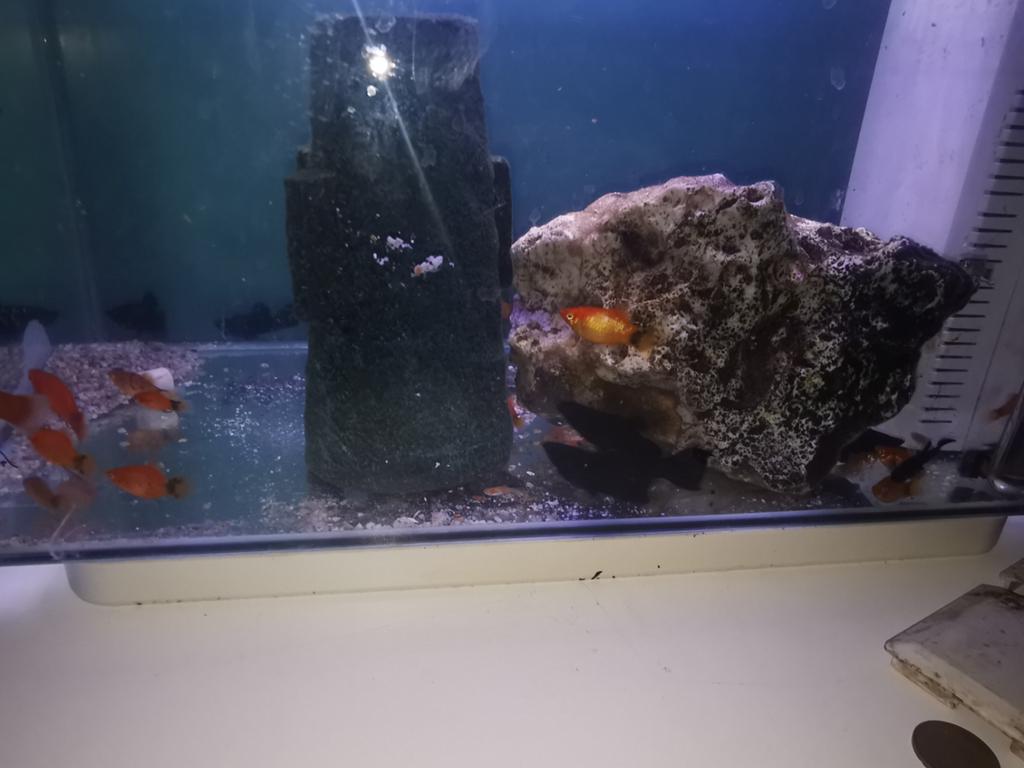 Black Molly's en platty's te koop. Prijs is per stuk., Dieren en Toebehoren, Ophalen