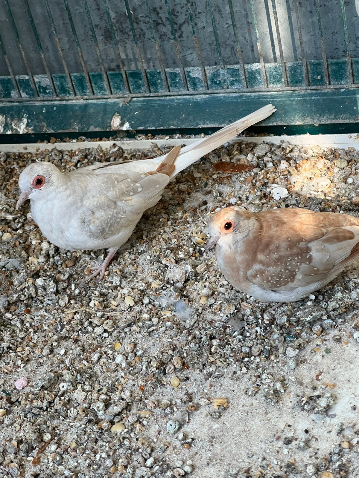 Diamandduifjes koppel, Dieren en Toebehoren, Meerdere dieren, Overige soorten