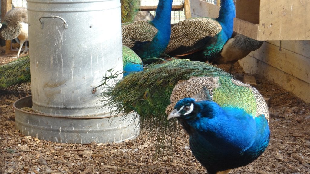 Blauwe pauwen | Deskundig advies, Meerdere dieren, Overige soorten