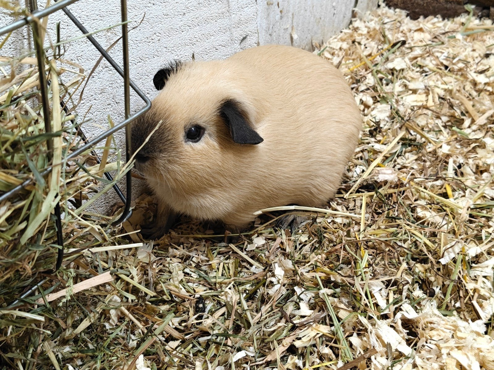 2 California cavia zeugen, Cavia, Vrouwelijk, Mei, Tam
