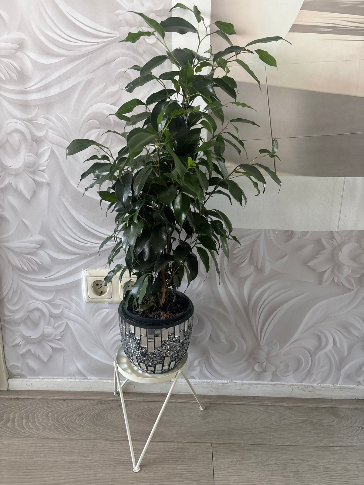 Grote Ficus Benjamina in pot - Mooie kamerplant, Huis en Inrichting, Kamerplanten, Ficus, In pot, 150 tot 200 cm, Groene kamerplant