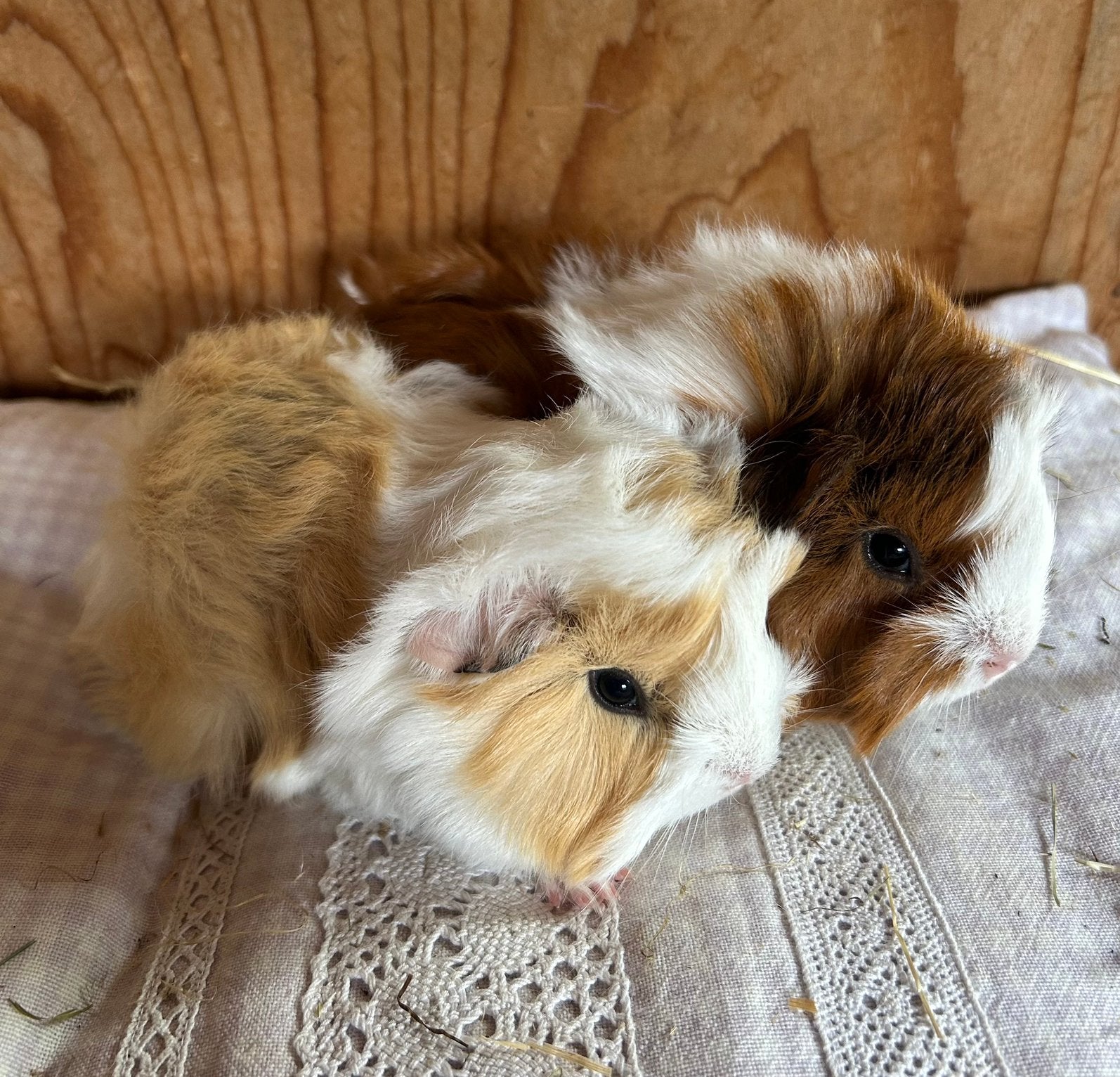 Twee jonge cavia mannetjes ( peruvian x borstel), Dieren en Toebehoren, Knaagdieren, Mei, Mannelijk, Cavia