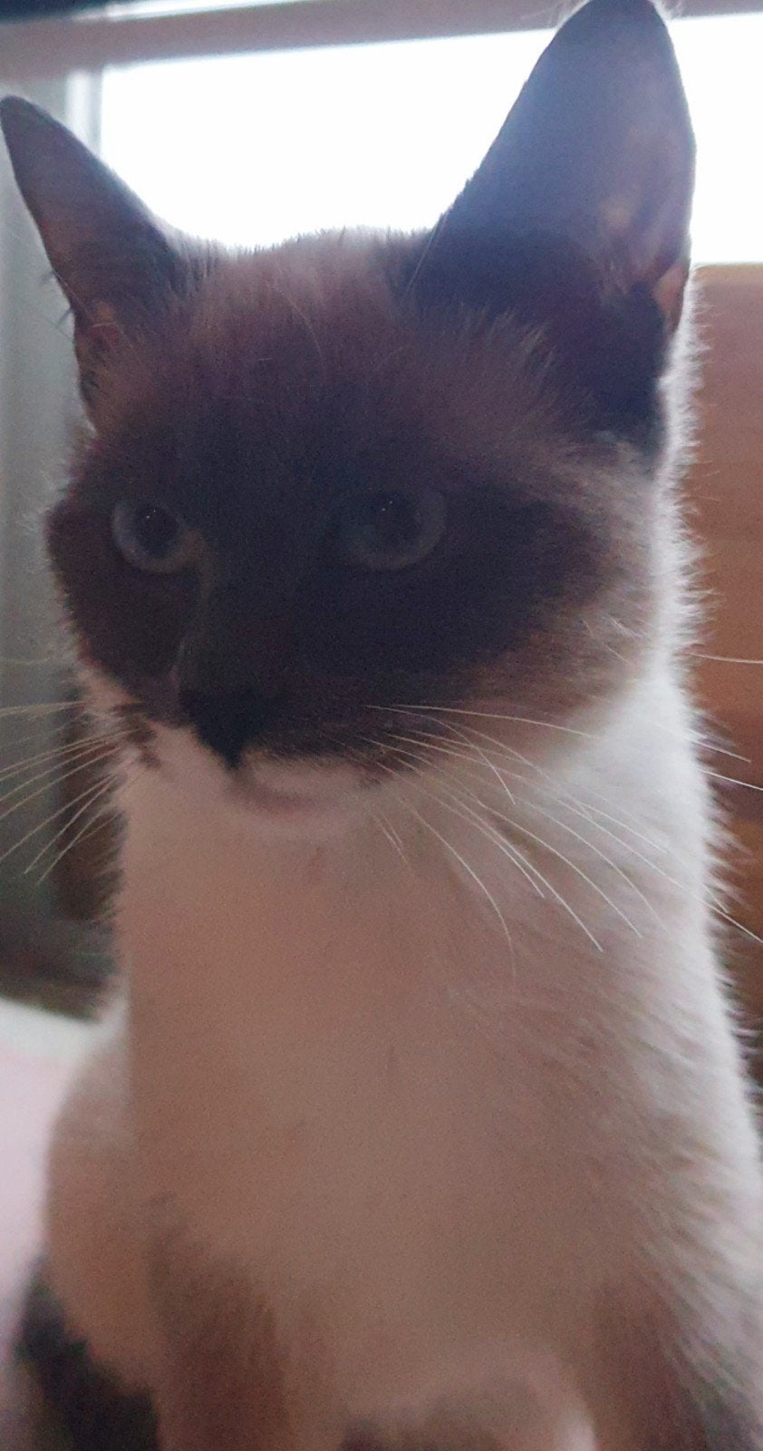 Heilige birmaan en Siamees katers, 0 tot 2 jaar