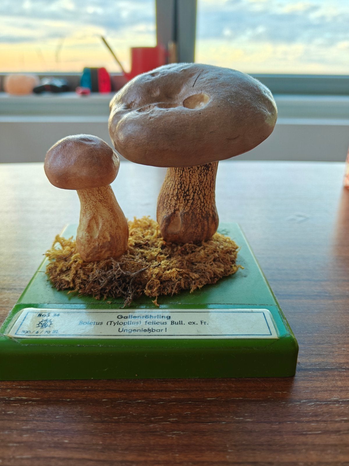 Somso botanisch model paddenstoel- Gallenröhrling, Ophalen of Verzenden