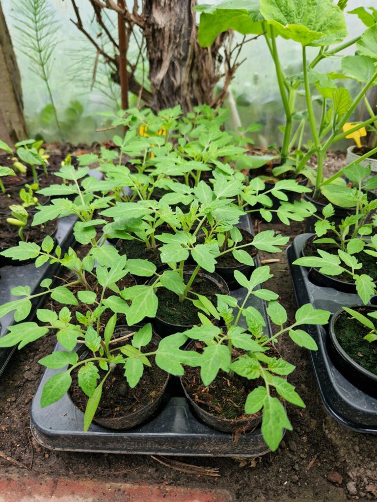 Cherrytomaten planten 2 stuks, €1,50, Ophalen, Overige soorten, Volle zon