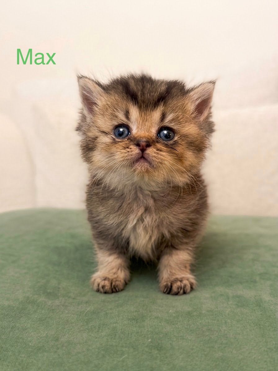 Britse korthaar kittens, Poes, Ontwormd