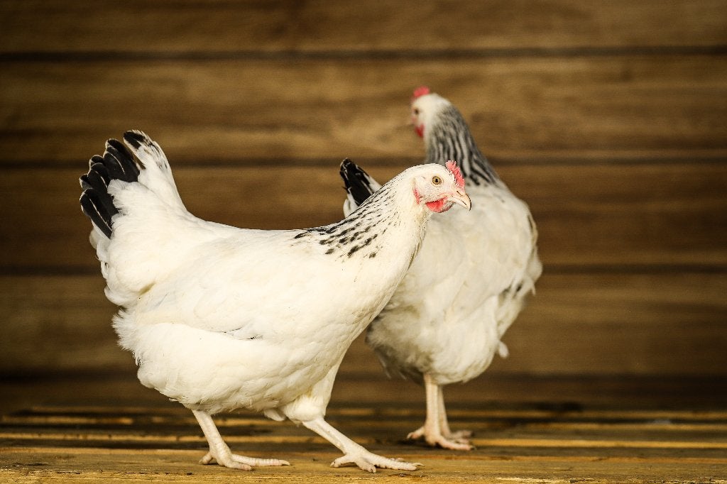 Sussex kip | Gezonde en mooie kippen | Goede legger, Dieren en Toebehoren, Vrouwelijk, Kip