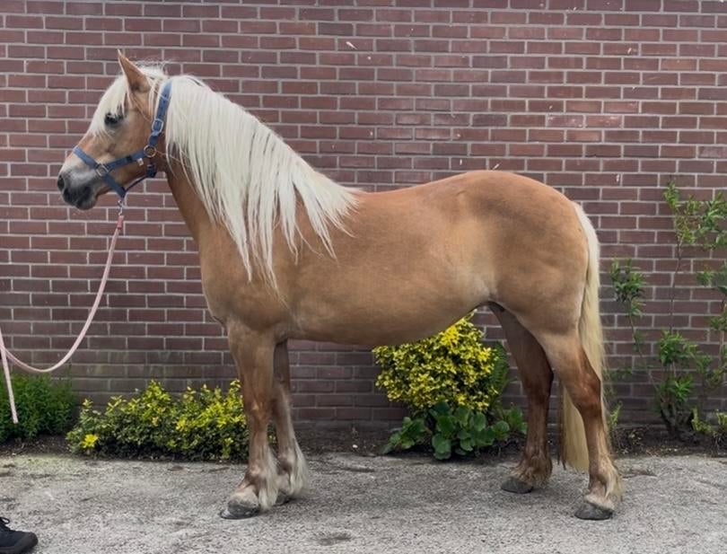Mooie haflinger merrie, Merrie, Minder dan 160 cm, Recreatiepaard