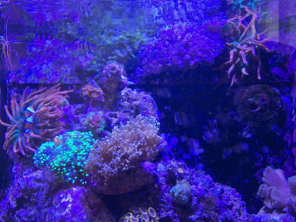 Rode tepelanemoon, Dieren en Toebehoren, Vissen | Aquariumvissen, Vis