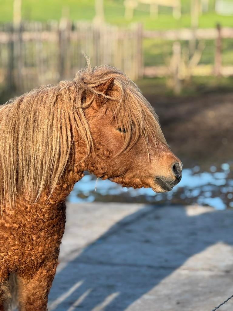 Curly mini hengst ter dekking, Dieren en Toebehoren, Paarden en Pony's | Dekhengsten en Fokmerries, Hengst