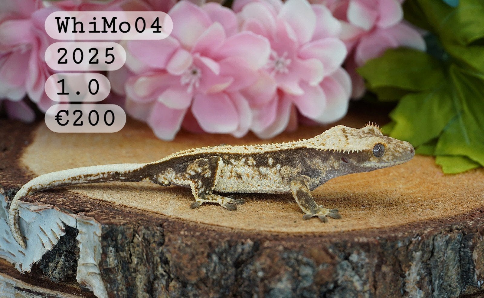 Wimpergekko Man C.Ciliatus, Hagedis, Tam, 0 tot 2 jaar