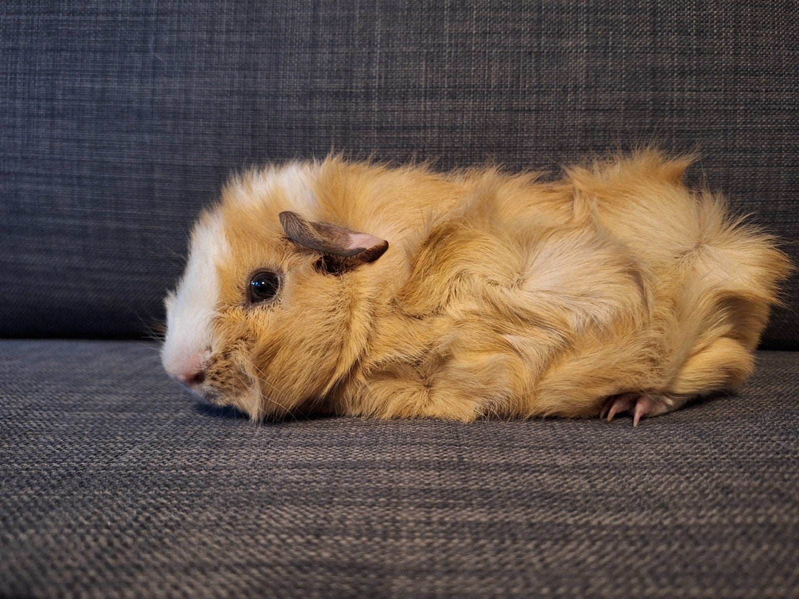 Mooie crème witte borstelcavia, Mannelijk, Tam, Maart, Cavia