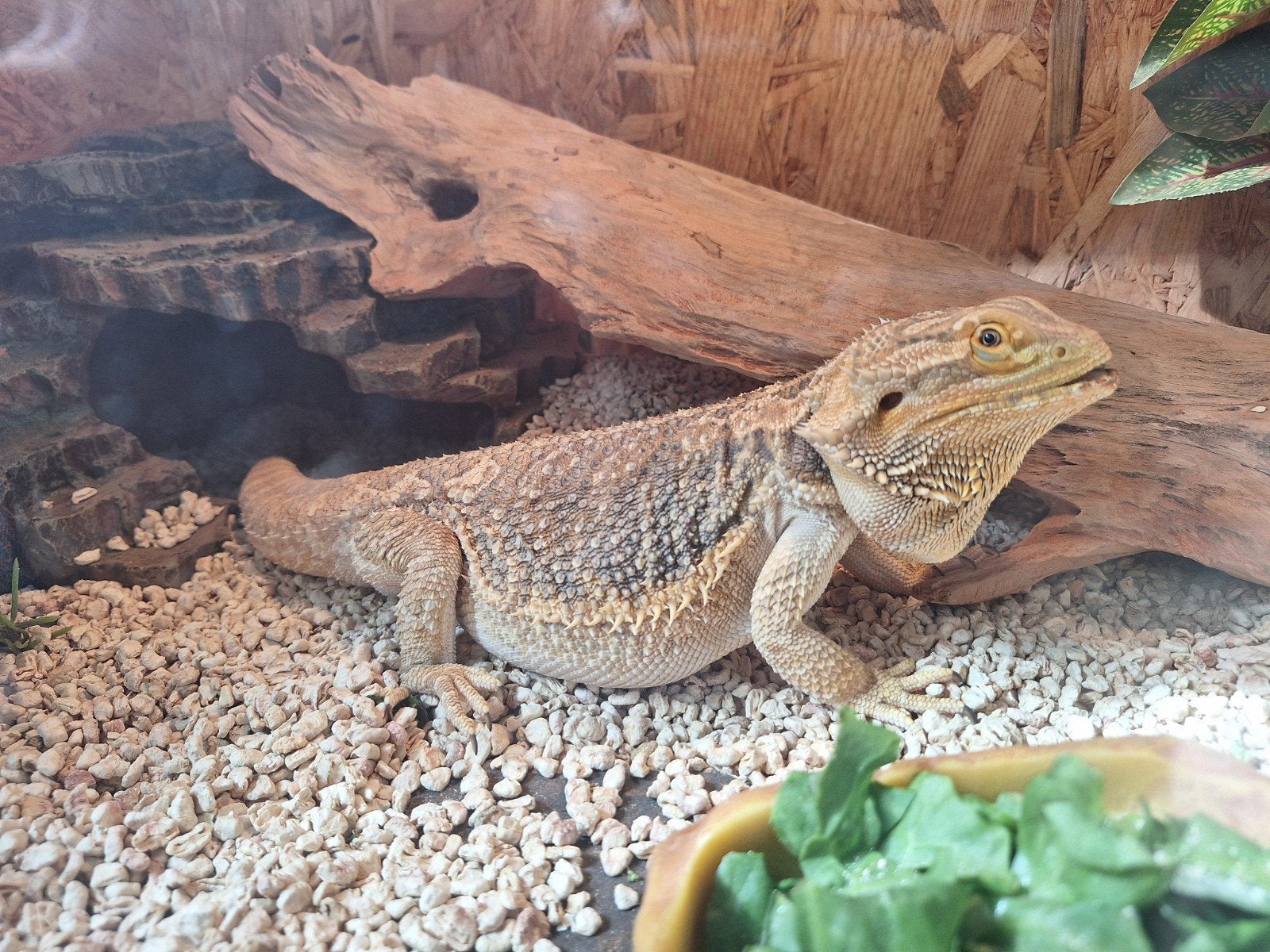 Baardagaam (m) lief en rustig zoekt een nieuw baasje, Dieren en Toebehoren, Reptielen en Amfibieën, Hagedis, 3 tot 6 jaar, Met terrarium