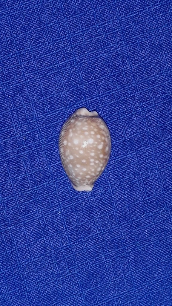 Schelpen, Cypraea vitellus dwarf, Ophalen of Verzenden, Schelp(en)