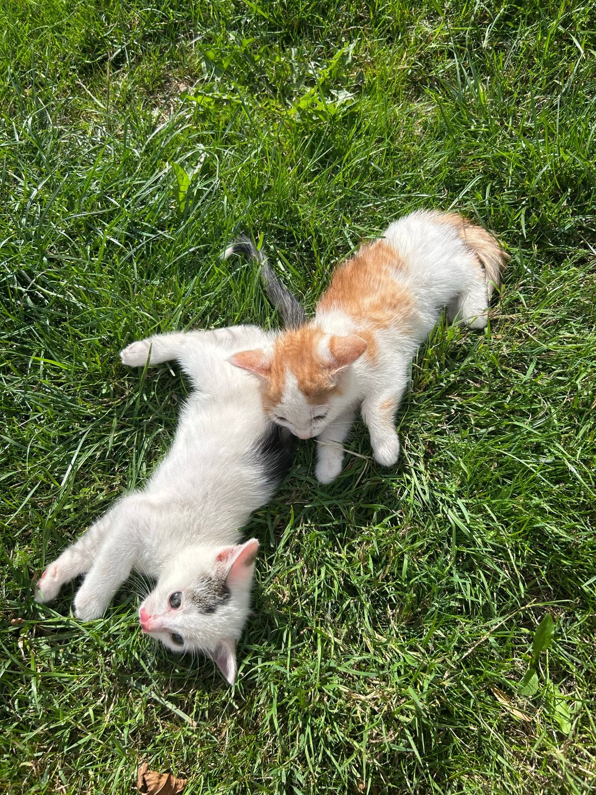 Kittens