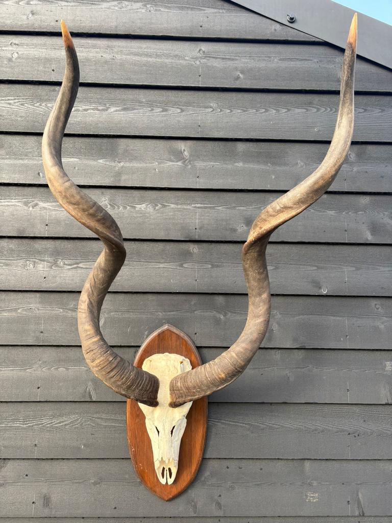 Grote Kudu Hoorns met Schedel - Zware Kwaliteit, Verzamelen, Dierenverzamelingen, Gebruikt, Gewei of Kop, Wild dier, Ophalen