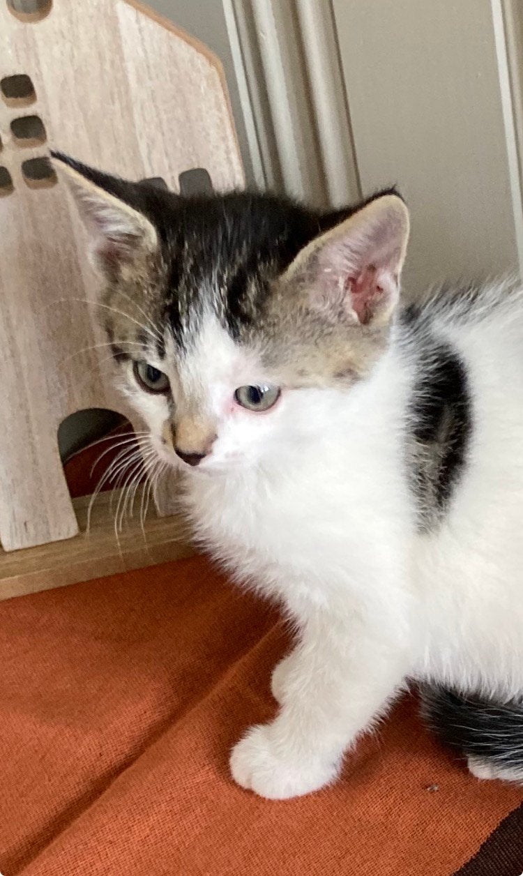 Kitten kittens, Kater