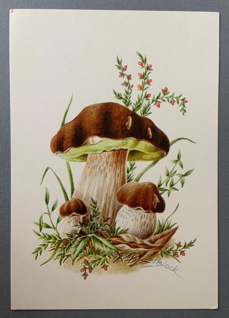 Eekhoorntjesbrood - Boletus edulis, Ophalen of Verzenden, 1960 tot 1980, Ongelopen, Natuur