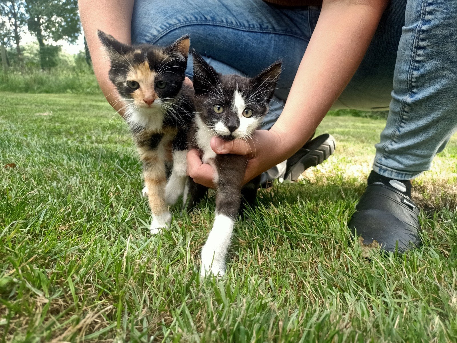 kittens