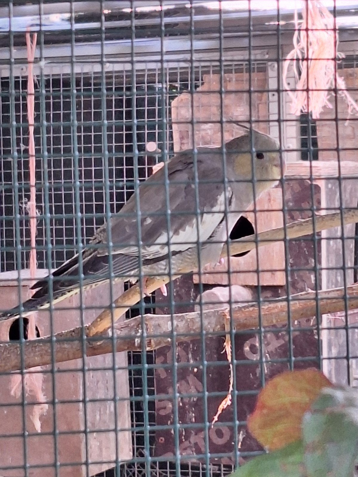 jonge valkparkiet, Dieren en Toebehoren, Vogels | Parkieten en Papegaaien, Mannelijk, Parkiet