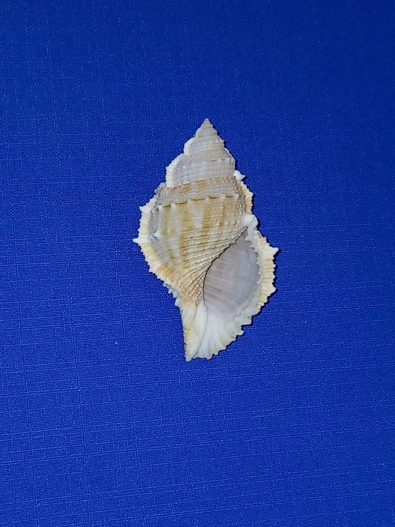 Schelpen, Bufonaria subgranosa, Ophalen of Verzenden, Schelp(en)